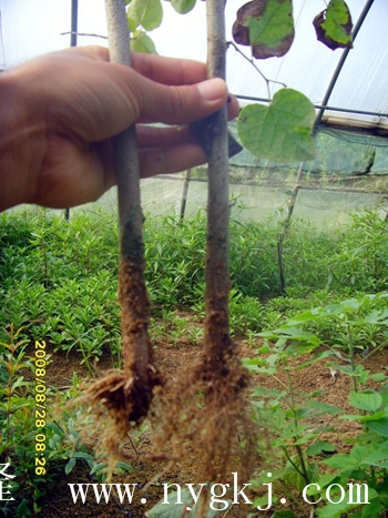 山西荣威植物克隆，粗枝直接育成大苗